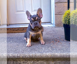 French Bulldog Puppy for sale in JOLIET, IL, USA