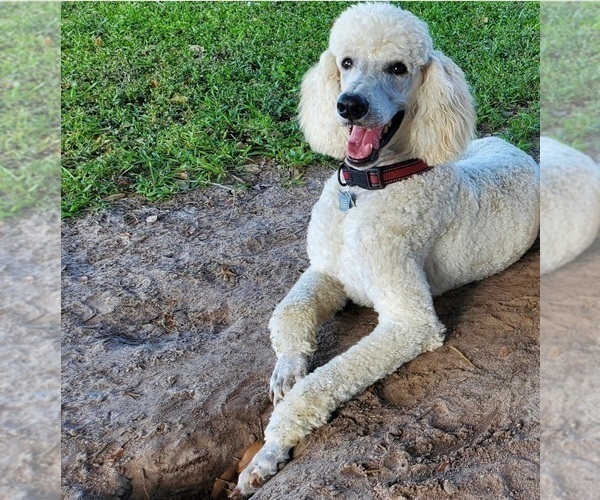 Medium Photo #1 Poodle (Standard) Puppy For Sale in MIDDLEBURG, FL, USA