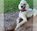 Small Photo #1 Poodle (Standard) Puppy For Sale in MIDDLEBURG, FL, USA