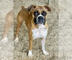 Small #4 Boxer