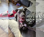 Small #3 American Pit Bull Terrier-Labrador Retriever Mix