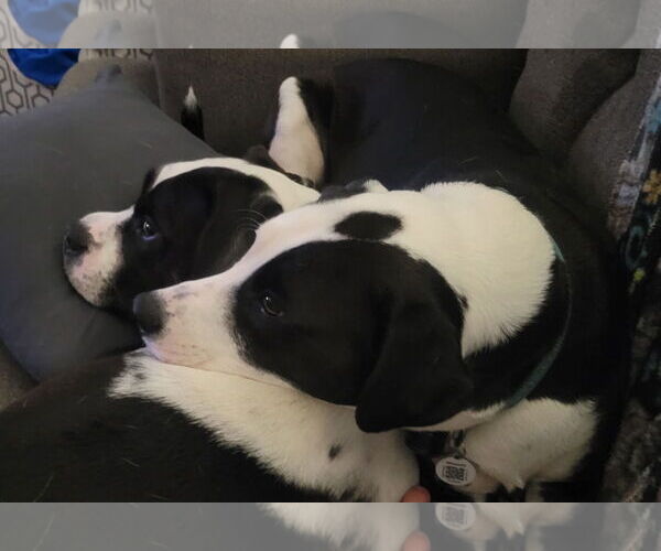 Medium Photo #4 American Staffordshire Terrier-Unknown Mix Puppy For Sale in Holly Springs, NC, USA