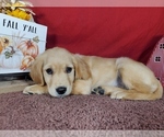 Puppy Nancy Golden Retriever