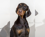 Small Photo #8 Doberman Pinscher Puppy For Sale in Moscow, Moscow, Russia