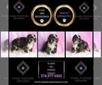 Small Photo #70 Poodle (Toy) Puppy For Sale in WARSAW, IN, USA