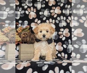 Maltipoo Puppy for sale in NEW PROVIDENCE, PA, USA