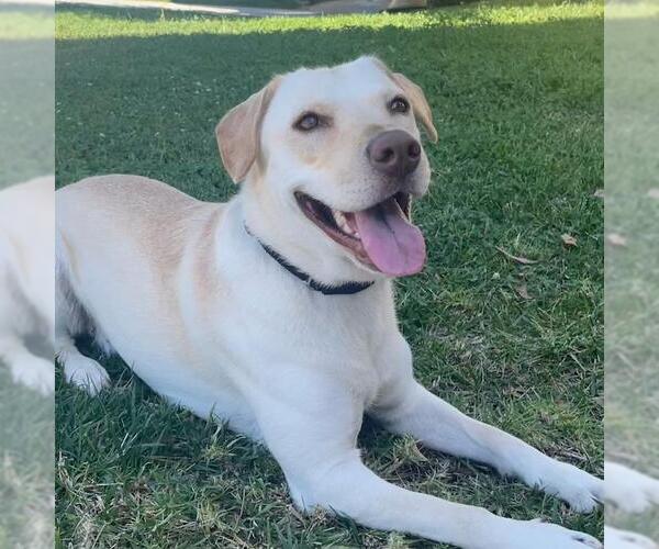 Medium Photo #8 Labrador Retriever-Unknown Mix Puppy For Sale in San Diego, CA, USA