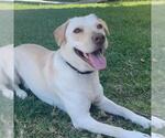 Small #7 Labrador Retriever Mix