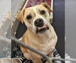 Small Photo #11 Bulldog-Labrador Retriever Mix Puppy For Sale in Rockaway, NJ, USA