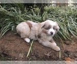 Small Photo #7 Australian Shepherd Puppy For Sale in COLESVILLE, MD, USA