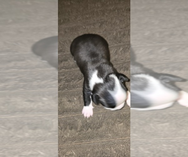 Medium Photo #2 Boston Terrier Puppy For Sale in MITCHELL, IN, USA