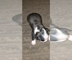 Small #1 Boston Terrier
