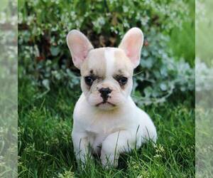 French Bulldog Puppy for sale in NARVON, PA, USA