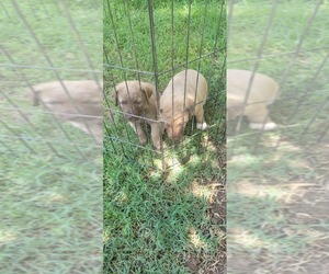 Chesapeake Bay Retriever Puppy for sale in BROWNS VALLEY, CA, USA
