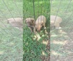 Small Photo #1 Chesapeake Bay Retriever Puppy For Sale in BROWNS VALLEY, CA, USA