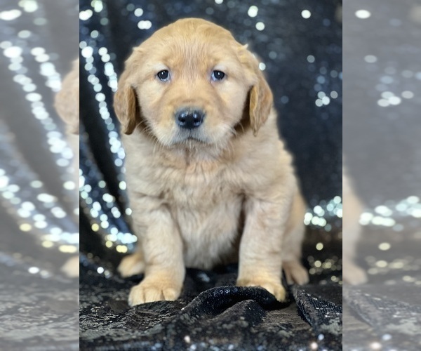 Medium Photo #2 Golden Retriever Puppy For Sale in FORT PLAIN, NY, USA