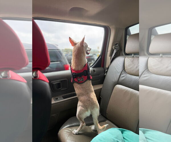 Medium Photo #3 Mutt Puppy For Sale in Royse City, TX, USA