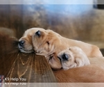 Small Photo #39 Golden Retriever Puppy For Sale in SAINT LOUIS, MO, USA