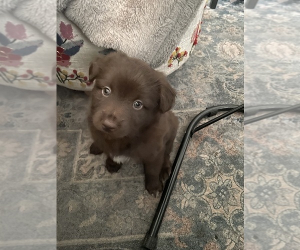 Medium Photo #5 Miniature Australian Shepherd Puppy For Sale in ASHUELOT, NH, USA