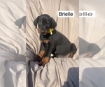 Small #6 Doberman Pinscher