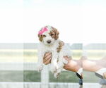 Small Photo #69 Goldendoodle (Miniature) Puppy For Sale in FREDERICA, DE, USA