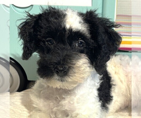 Medium Photo #5 Schnoodle (Miniature) Puppy For Sale in MORENO VALLEY, CA, USA