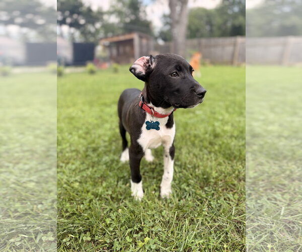Medium Photo #6 Mutt Puppy For Sale in Plainfield, IL, USA