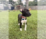 Small #5 Mutt
