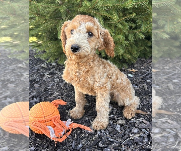 Medium Photo #2 Goldendoodle (Miniature) Puppy For Sale in MIDDLEBURY, IN, USA