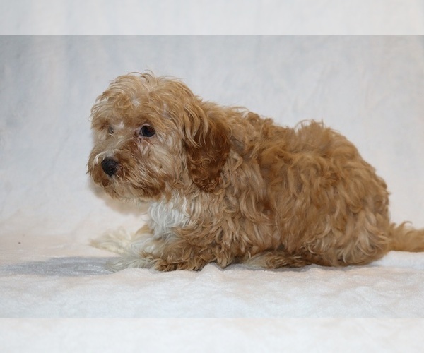 Medium Photo #19 Cockapoo (Miniature) Puppy For Sale in DYERSBURG, TN, USA
