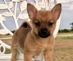 Small Photo #2 Chiranian Puppy For Sale in COVINGTON, TX, USA