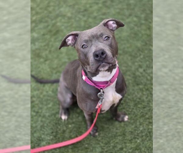 Medium Photo #1 Mutt Puppy For Sale in Las Vegas, NV, USA