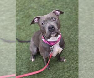 Mutt Dogs for adoption in Las Vegas, NV, USA