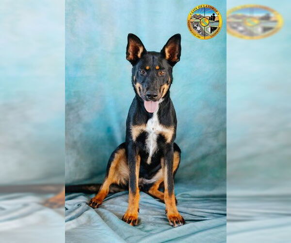 Medium Photo #2 Australian Kelpie-Unknown Mix Puppy For Sale in Lathrop, CA, USA