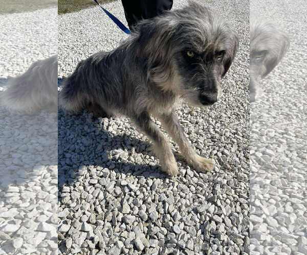 Medium Photo #2 Bearded Collie-Unknown Mix Puppy For Sale in Westwood, NJ, USA