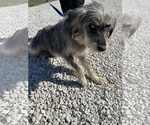 Small #1 Bearded Collie Mix
