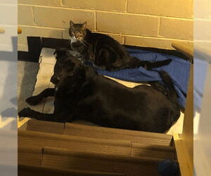 Labrador Retriever Dogs for adoption in columbia, SC, USA