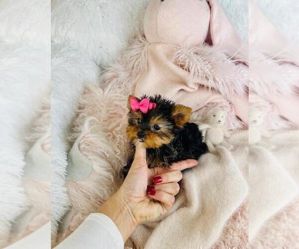 Medium Photo #6 Yorkshire Terrier Puppy For Sale in MIAMI, FL, USA