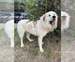 Small #4 Great Pyrenees