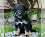 Small Australian Shepherd-German Shepherd Dog Mix