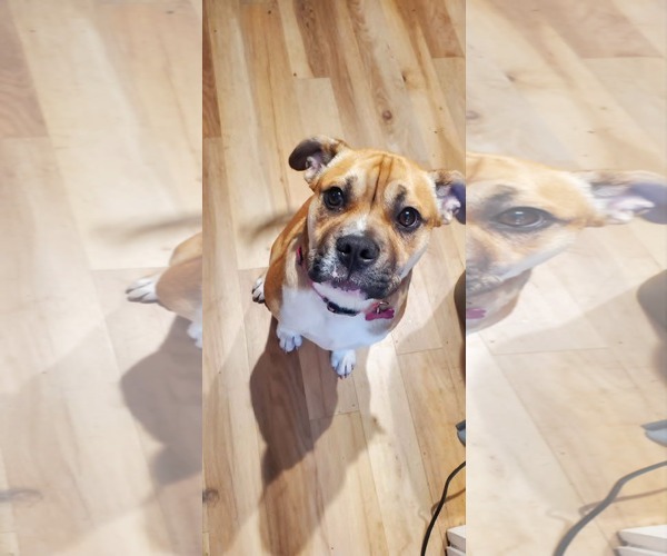 Medium Photo #3 Bull-Boxer Puppy For Sale in Crystal, MN, USA