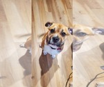 Small #2 Bull-Boxer
