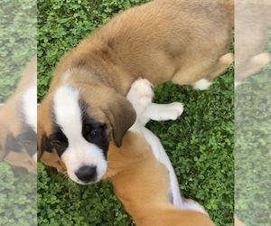 Saint Bernard Puppy for sale in VINTON, VA, USA