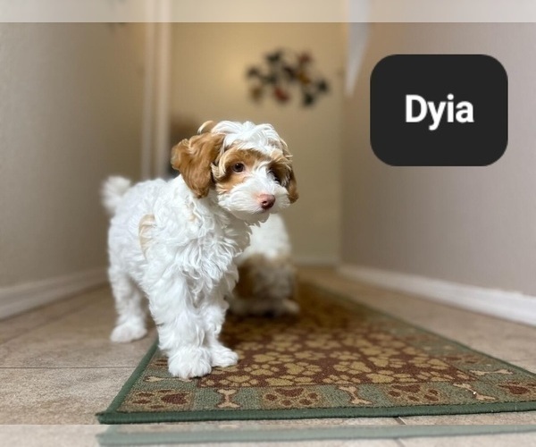 Medium Photo #9 Poovanese Puppy For Sale in TUCSON, AZ, USA