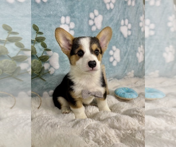 Medium Photo #7 Pembroke Welsh Corgi Puppy For Sale in NOBLESVILLE, IN, USA