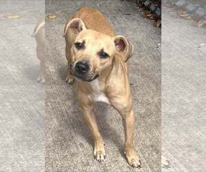 Mutt Dogs for adoption in Crete, IL, USA