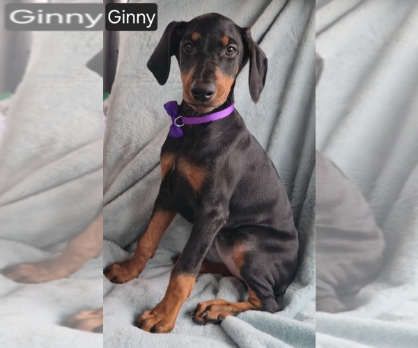 Medium Photo #1 Doberman Pinscher Puppy For Sale in POMEROY, OH, USA