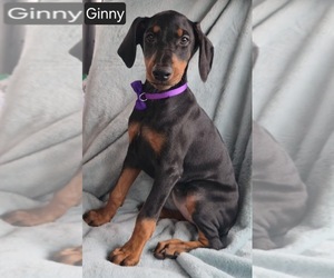 Doberman Pinscher Puppy for sale in POMEROY, OH, USA