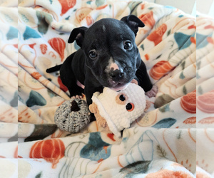 American Bully Puppy for sale in NEWPORT, WA, USA