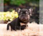 Small #7 French Bulldog